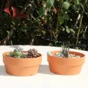 Plantera Circular 14.3*7.5Cm
